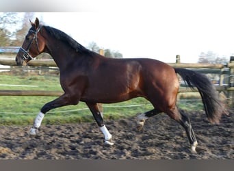 Hannover, Castrone, 2 Anni, 170 cm, Baio