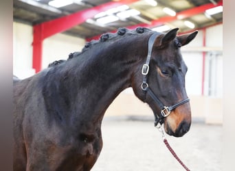 Hannover, Castrone, 2 Anni, 170 cm, Baio scuro