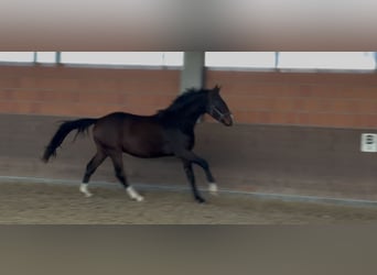 Hannover, Castrone, 2 Anni, 172 cm, Baio