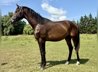 Hannover, Castrone, 2 Anni, Baio scuro