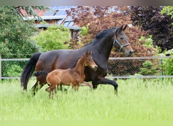 Hannover, Castrone, 2 Anni, Baio scuro