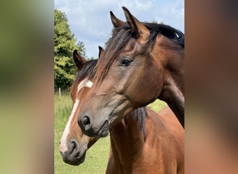 Hannover, Castrone, 2 Anni, Baio scuro