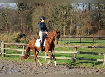 Hannover, Castrone, 3 Anni, 155 cm, Sauro