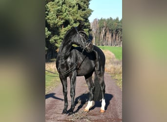 Hannover, Castrone, 3 Anni, 157 cm, Morello