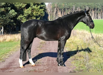 Hannover, Castrone, 3 Anni, 157 cm, Morello