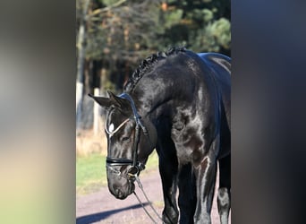 Hannover, Castrone, 3 Anni, 157 cm, Morello