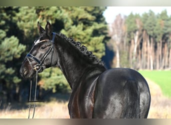 Hannover, Castrone, 3 Anni, 157 cm, Morello