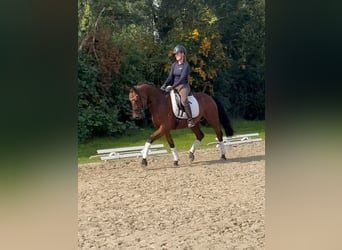 Hannover, Castrone, 3 Anni, 160 cm, Baio