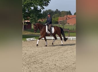 Hannover, Castrone, 3 Anni, 160 cm, Baio