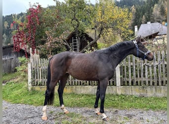 Hannover, Castrone, 3 Anni, 160 cm, Baio scuro