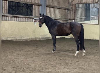 Hannover, Castrone, 3 Anni, 160 cm, Baio scuro