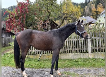 Hannover, Castrone, 3 Anni, 160 cm, Baio scuro