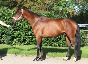Hannover, Castrone, 3 Anni, 162 cm, Baio