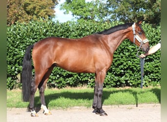 Hannover, Castrone, 3 Anni, 162 cm, Baio