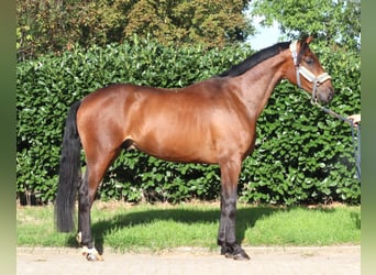 Hannover, Castrone, 3 Anni, 162 cm, Baio