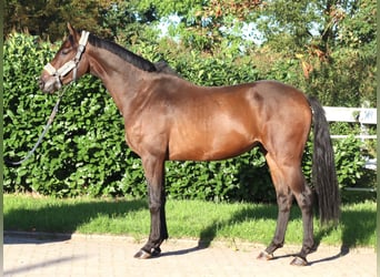 Hannover, Castrone, 3 Anni, 162 cm, Baio