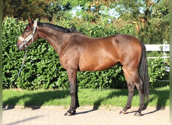 Hannover, Castrone, 3 Anni, 162 cm, Baio