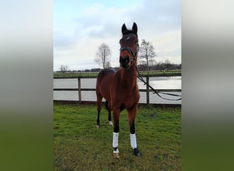 Hannover, Castrone, 3 Anni, 162 cm, Baio