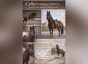 Hannover, Castrone, 3 Anni, 162 cm, Baio