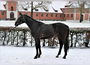 Hannover, Castrone, 3 Anni, 162 cm, Baio nero