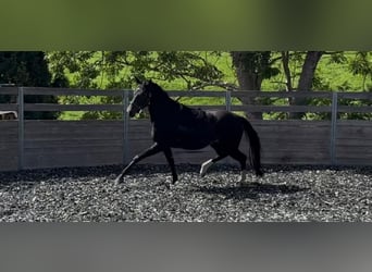 Hannover, Castrone, 3 Anni, 162 cm, Baio scuro