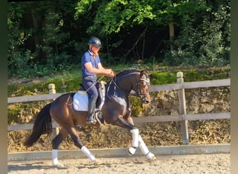 Hannover, Castrone, 3 Anni, 162 cm, Baio scuro