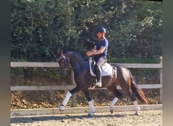 Hannover, Castrone, 3 Anni, 162 cm, Baio scuro