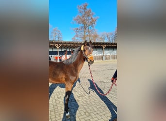 Hannover, Castrone, 3 Anni, 162 cm