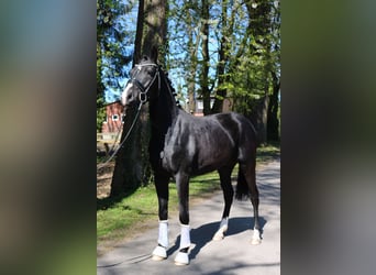 Hannover, Castrone, 3 Anni, 162 cm, Morello
