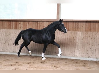 Hannover, Castrone, 3 Anni, 162 cm, Morello