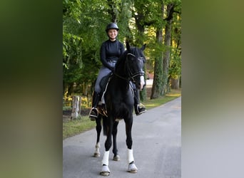 Hannover, Castrone, 3 Anni, 162 cm, Morello