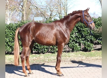 Hannover, Castrone, 3 Anni, 162 cm, Sauro scuro
