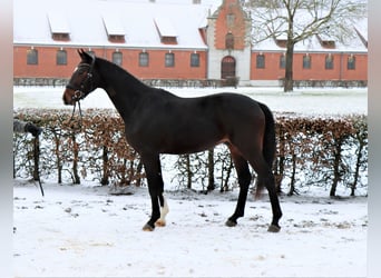 Hannover, Castrone, 3 Anni, 163 cm, Baio