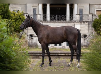 Hannover, Castrone, 3 Anni, 163 cm, Baio nero