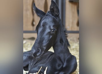 Hannover, Castrone, 3 Anni, 163 cm, Baio nero