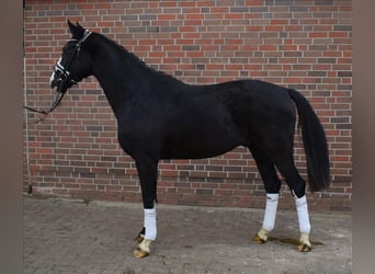 Hannover, Castrone, 3 Anni, 163 cm, Morello