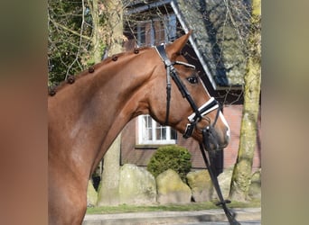 Hannover, Castrone, 3 Anni, 163 cm, Sauro