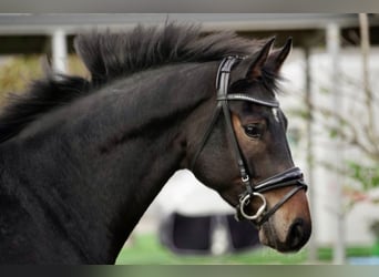 Hannover, Castrone, 3 Anni, 164 cm, Baio
