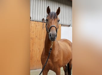 Hannover, Castrone, 3 Anni, 164 cm, Baio