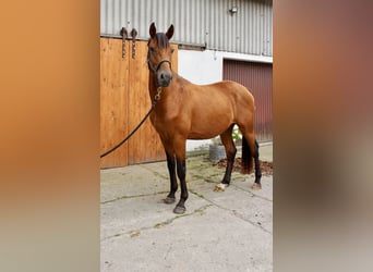 Hannover, Castrone, 3 Anni, 164 cm, Baio