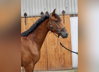 Hannover, Castrone, 3 Anni, 164 cm, Baio