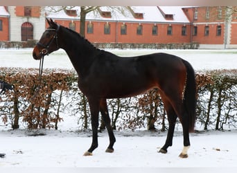 Hannover, Castrone, 3 Anni, 164 cm, Baio scuro