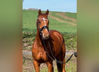 Hannover, Castrone, 3 Anni, 164 cm, Sauro