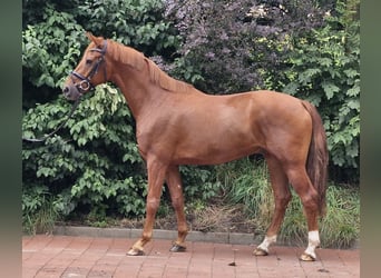 Hannover, Castrone, 3 Anni, 164 cm, Sauro