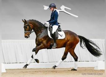 Hannover, Castrone, 3 Anni, 164 cm, Sauro