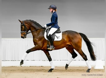 Hannover, Castrone, 3 Anni, 164 cm, Sauro