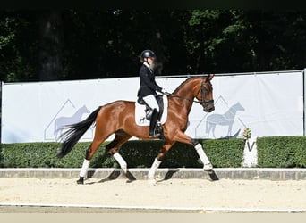 Hannover, Castrone, 3 Anni, 165 cm, Baio