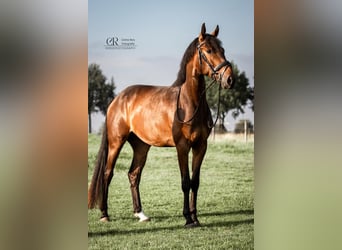 Hannover, Castrone, 3 Anni, 165 cm, Baio