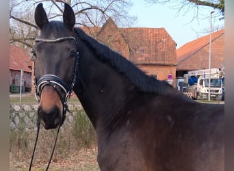 Hannover, Castrone, 3 Anni, 165 cm, Baio