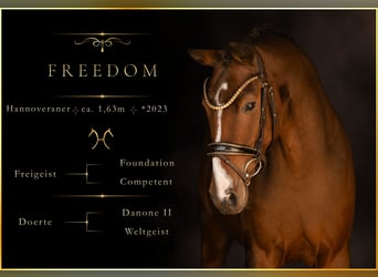 Hannover, Castrone, 3 Anni, 165 cm, Baio scuro